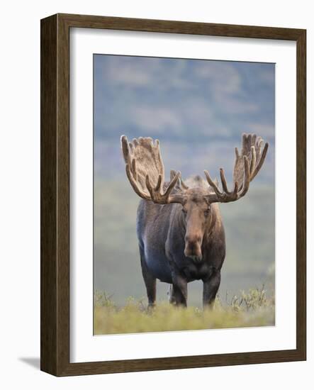 Bull Moose, Denali National Park, Alaska, USA-Hugh Rose-Framed Photographic Print