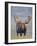 Bull Moose, Denali National Park, Alaska, USA-Hugh Rose-Framed Photographic Print