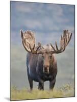 Bull Moose, Denali National Park, Alaska, USA-Hugh Rose-Mounted Photographic Print