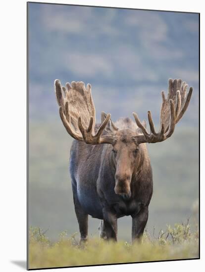 Bull Moose, Denali National Park, Alaska, USA-Hugh Rose-Mounted Photographic Print