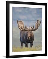 Bull Moose, Denali National Park, Alaska, USA-Hugh Rose-Framed Photographic Print