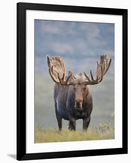 Bull Moose, Denali National Park, Alaska, USA-Hugh Rose-Framed Photographic Print