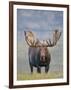 Bull Moose, Denali National Park, Alaska, USA-Hugh Rose-Framed Photographic Print