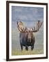 Bull Moose, Denali National Park, Alaska, USA-Hugh Rose-Framed Photographic Print