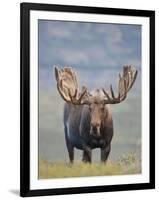 Bull Moose, Denali National Park, Alaska, USA-Hugh Rose-Framed Photographic Print