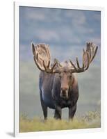 Bull Moose, Denali National Park, Alaska, USA-Hugh Rose-Framed Photographic Print