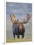 Bull Moose, Denali National Park, Alaska, USA-Hugh Rose-Framed Photographic Print