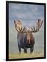 Bull Moose, Denali National Park, Alaska, USA-Hugh Rose-Framed Photographic Print