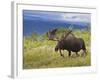 Bull Moose, Denali National Park, Alaska, USA-Hugh Rose-Framed Photographic Print