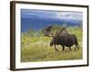 Bull Moose, Denali National Park, Alaska, USA-Hugh Rose-Framed Photographic Print