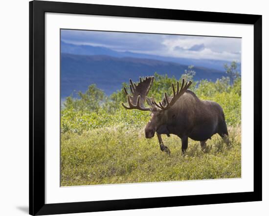 Bull Moose, Denali National Park, Alaska, USA-Hugh Rose-Framed Photographic Print