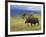 Bull Moose, Denali National Park, Alaska, USA-Hugh Rose-Framed Photographic Print