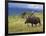 Bull Moose, Denali National Park, Alaska, USA-Hugh Rose-Framed Photographic Print