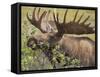 Bull Moose, Denali National Park, Alaska, USA-Hugh Rose-Framed Stretched Canvas