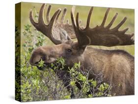 Bull Moose, Denali National Park, Alaska, USA-Hugh Rose-Stretched Canvas