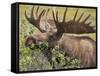 Bull Moose, Denali National Park, Alaska, USA-Hugh Rose-Framed Stretched Canvas