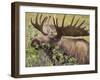 Bull Moose, Denali National Park, Alaska, USA-Hugh Rose-Framed Photographic Print