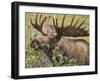 Bull Moose, Denali National Park, Alaska, USA-Hugh Rose-Framed Photographic Print