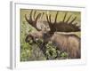 Bull Moose, Denali National Park, Alaska, USA-Hugh Rose-Framed Photographic Print