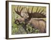 Bull Moose, Denali National Park, Alaska, USA-Hugh Rose-Framed Photographic Print