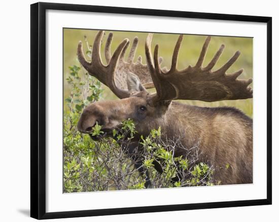 Bull Moose, Denali National Park, Alaska, USA-Hugh Rose-Framed Photographic Print