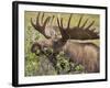 Bull Moose, Denali National Park, Alaska, USA-Hugh Rose-Framed Photographic Print