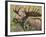 Bull Moose, Denali National Park, Alaska, USA-Hugh Rose-Framed Photographic Print