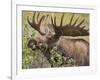 Bull Moose, Denali National Park, Alaska, USA-Hugh Rose-Framed Photographic Print