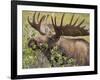 Bull Moose, Denali National Park, Alaska, USA-Hugh Rose-Framed Photographic Print