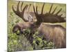 Bull Moose, Denali National Park, Alaska, USA-Hugh Rose-Mounted Photographic Print