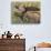 Bull Moose, Denali National Park, Alaska, USA-Hugh Rose-Photographic Print displayed on a wall