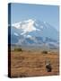 Bull Moose, Denali National Park, Alaska, USA-Hugh Rose-Stretched Canvas