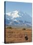 Bull Moose, Denali National Park, Alaska, USA-Hugh Rose-Stretched Canvas