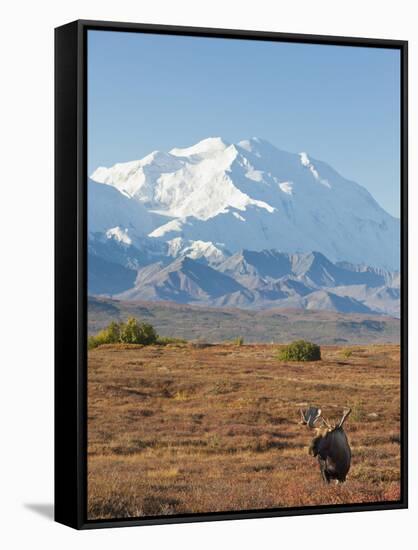 Bull Moose, Denali National Park, Alaska, USA-Hugh Rose-Framed Stretched Canvas