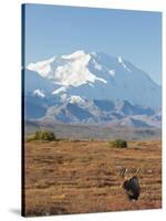 Bull Moose, Denali National Park, Alaska, USA-Hugh Rose-Stretched Canvas