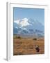 Bull Moose, Denali National Park, Alaska, USA-Hugh Rose-Framed Premium Photographic Print