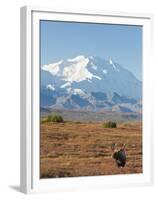 Bull Moose, Denali National Park, Alaska, USA-Hugh Rose-Framed Premium Photographic Print