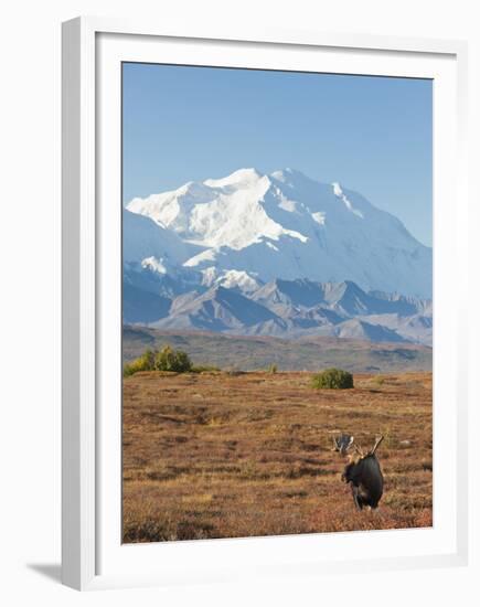 Bull Moose, Denali National Park, Alaska, USA-Hugh Rose-Framed Premium Photographic Print