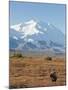 Bull Moose, Denali National Park, Alaska, USA-Hugh Rose-Mounted Premium Photographic Print