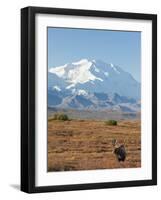 Bull Moose, Denali National Park, Alaska, USA-Hugh Rose-Framed Photographic Print