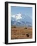 Bull Moose, Denali National Park, Alaska, USA-Hugh Rose-Framed Photographic Print