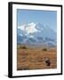 Bull Moose, Denali National Park, Alaska, USA-Hugh Rose-Framed Photographic Print