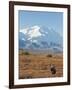 Bull Moose, Denali National Park, Alaska, USA-Hugh Rose-Framed Photographic Print