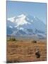 Bull Moose, Denali National Park, Alaska, USA-Hugh Rose-Mounted Photographic Print