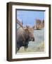 Bull Moose, Denali National Park, Alaska, USA-Hugh Rose-Framed Photographic Print