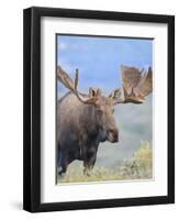 Bull Moose, Denali National Park, Alaska, USA-Hugh Rose-Framed Photographic Print