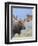 Bull Moose, Denali National Park, Alaska, USA-Hugh Rose-Framed Photographic Print