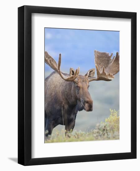 Bull Moose, Denali National Park, Alaska, USA-Hugh Rose-Framed Photographic Print