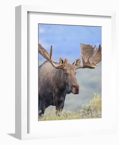 Bull Moose, Denali National Park, Alaska, USA-Hugh Rose-Framed Photographic Print