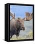 Bull Moose, Denali National Park, Alaska, USA-Hugh Rose-Framed Stretched Canvas